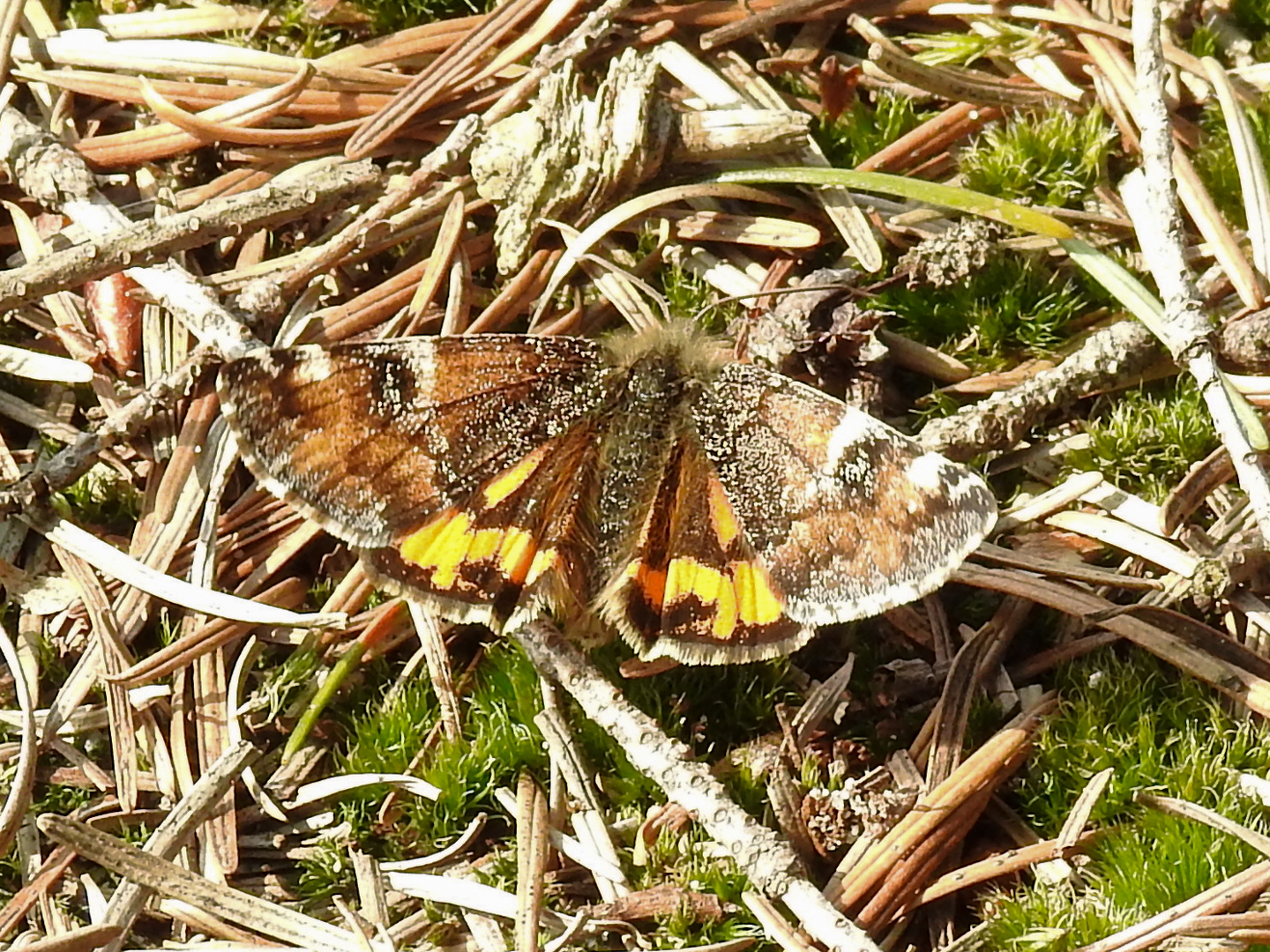 Welke vlinder is dit?